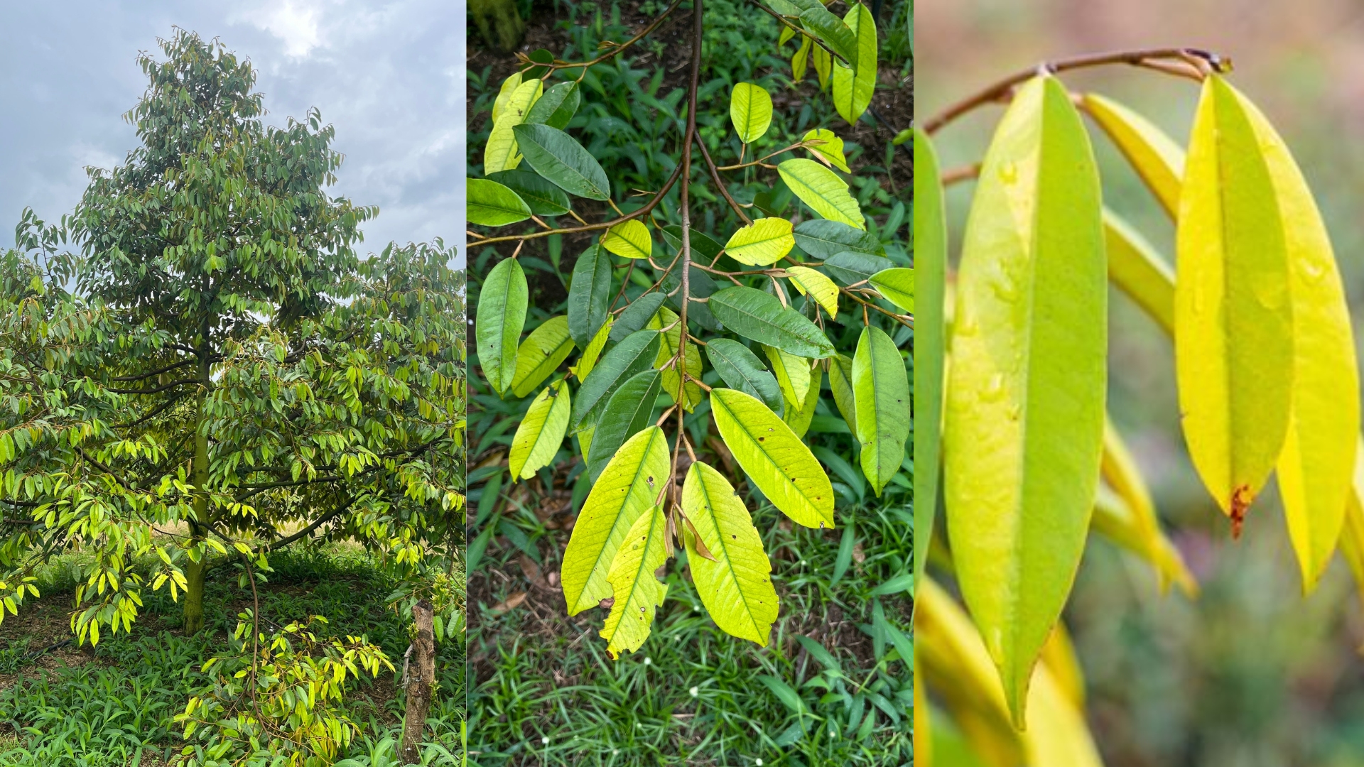 Biểu hiện cây sầu riêng có sức đề kháng yếu